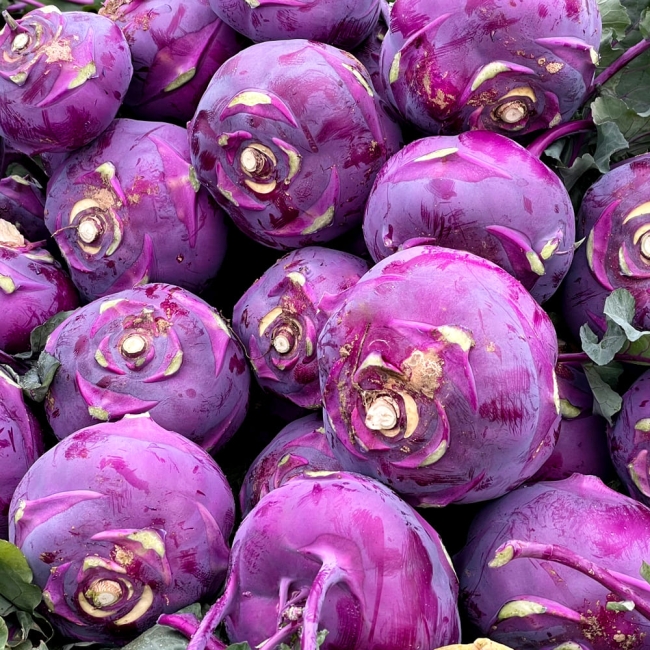 제주 콜라비 (못난이) 3kg / 5kg / 10kg