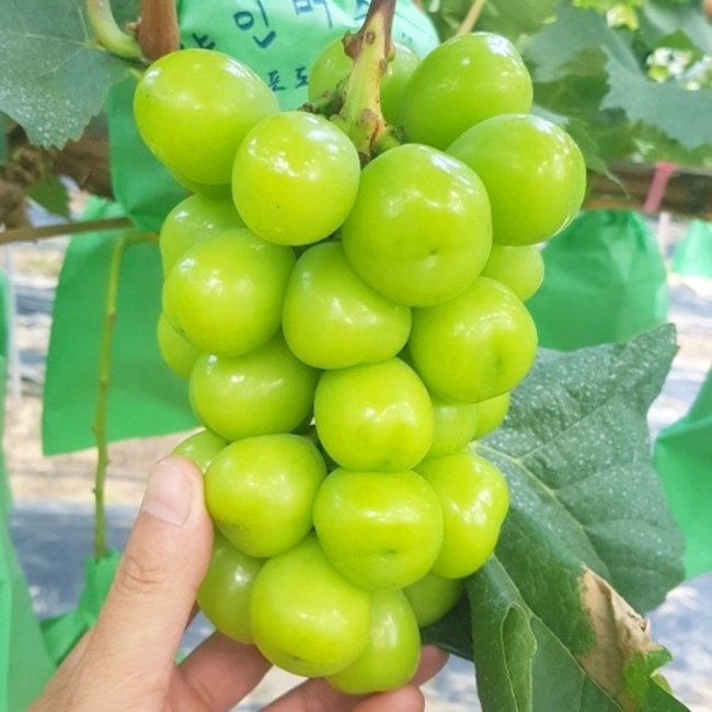 (초특가) 샤인머스켓 2KG (5-6수) / 2KG (3-4수)