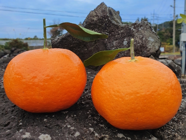 제주도 레드향 대과  2kg / 3kg / 5kg