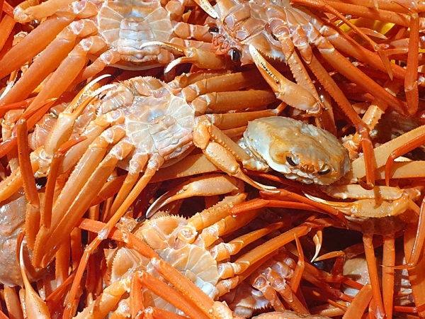 (특가) A급 박달홍게 3kg (8미 내외) / 4kg (10미 내외)