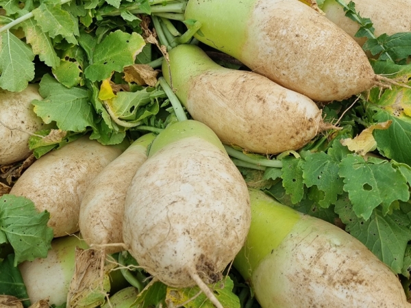  강원도 고냉지 무 10kg