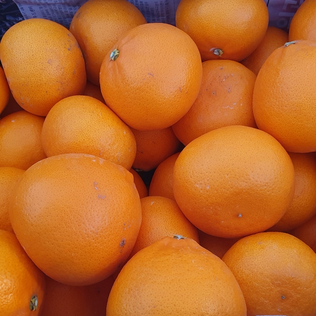 제주도 천혜향 중과 2kg / 3kg / 5kg