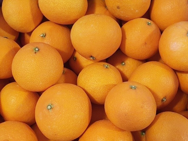 (특가)가정용황금향 소과 2kg(8과 ~12과) / 3kg(12과 ~18과) / 5kg(25과 ~35과)