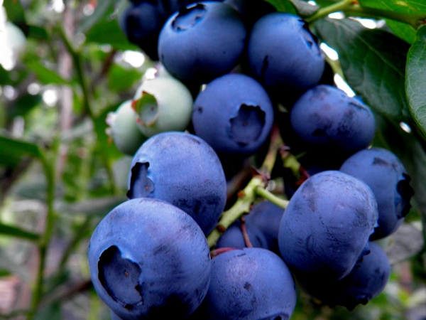 생블루베리 125g (14-16mm)