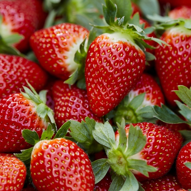 경북 고령 설향딸기 소과(한입)700g 48과