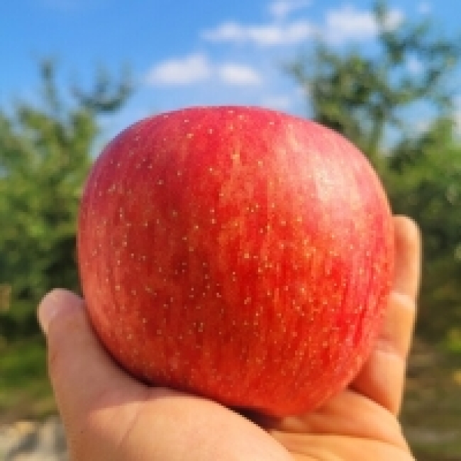 (정품) 부사사과