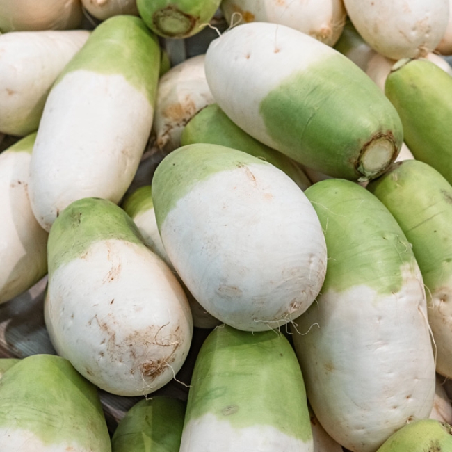 제주도 월동무 2kg / 3kg / 5kg / 7kg / 10kg 내외