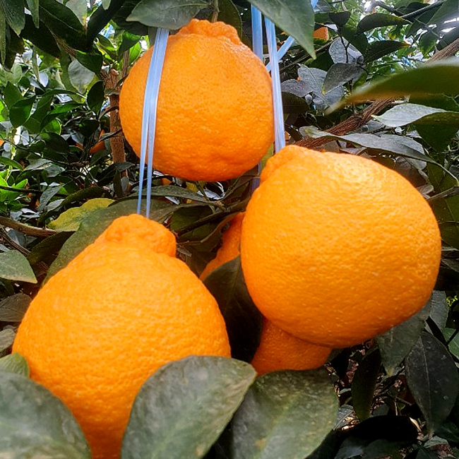 제주도 한라봉 소과 2kg / 3kg / 5kg