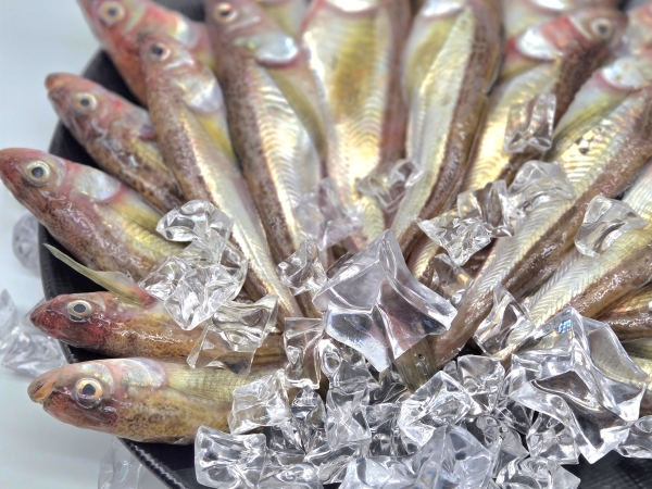 동해안 도루묵 (1kg) - 도루묵1kg 20마리 내외